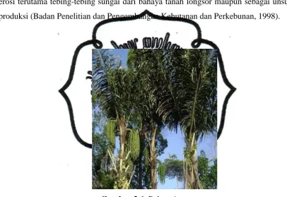Gambar 2.6. Pohon Aren 
