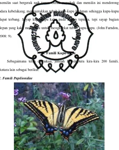 Gambar 2.1 Kupu-kupu Ekor Burung Layang-layang 