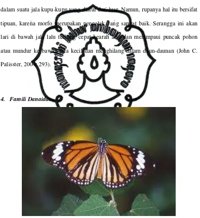 Gambar 2.7 Kupu-kupu Danaid 