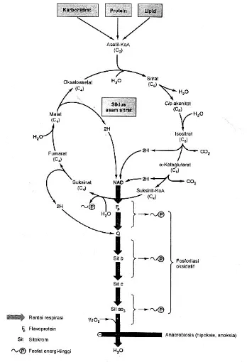 Gambar 3.1 Siklus Asam Sitrat sebagai Jalur Bersama Metabolisme          Karbohidrat, Lipid dan Protein (Murray, 2003) 