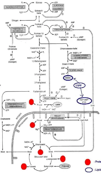 Gambar 3.2  Ringkasan Jalur Glukoneogenesis (Murray, 2003)