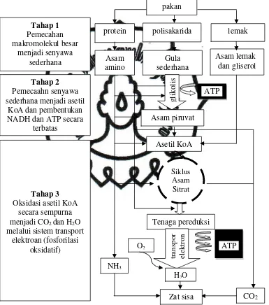 Gambar1. Diagram Katabolisme Untuk Mengubah Pakan Menjadi ATP (dimodifikasi dari Alberts et al., 1989 cit Isnaeni, 2006) 