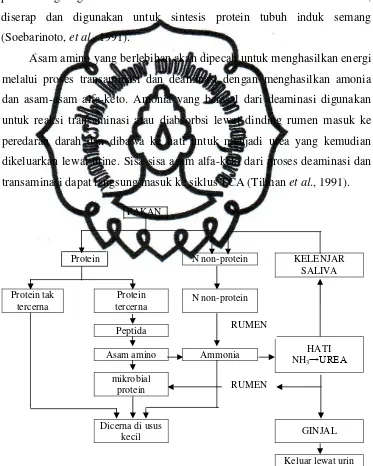 Gambar 4. Digesti dan Metabolisme Senyawa Nitrogen di Dalam Rumen commit to user (Kamal, 1994)