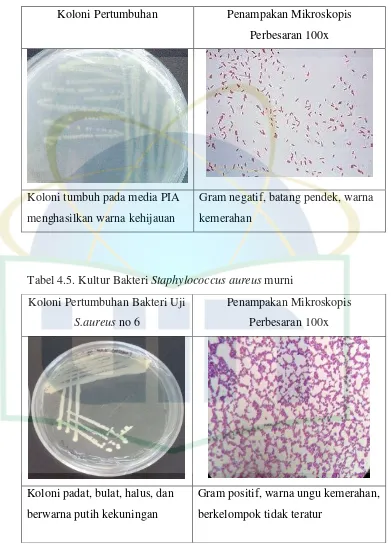 Tabel 4.3. Kultur Bakteri  Pseudomonas aeruginosa 