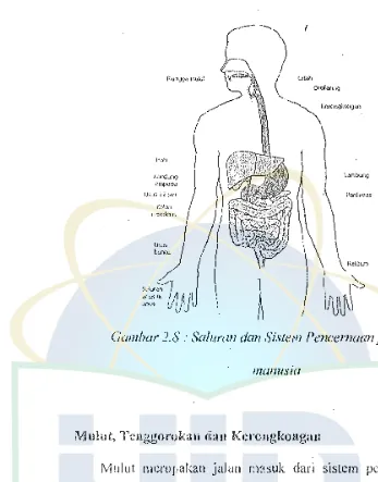 Gambar 2.8: Salunm dan Sistem Pencernaan pada tubuh 