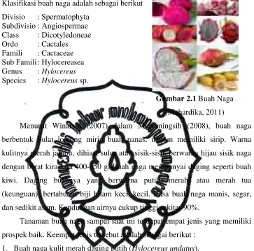 Gambar 2.1 Buah Naga     