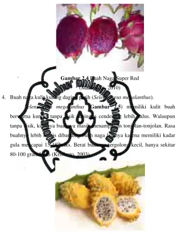 Gambar 2.4 Buah Naga Super Red 