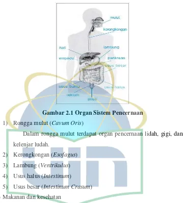 Gambar 2.1 Organ Sistem Pencernaan 
