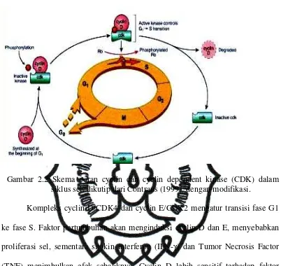 Gambar 2.2 Skema peran cyclin dan cyclin dependent kinase (CDK) dalam 