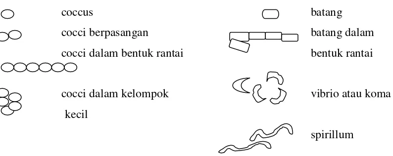 Gambar 2.1. Beberapa bentuk dan susunan yang khas dari sel-sel bakteri 