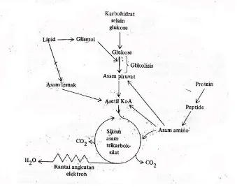 Gambar 2.2 Metabolisme karbohidrat, lipid dan asam amino 