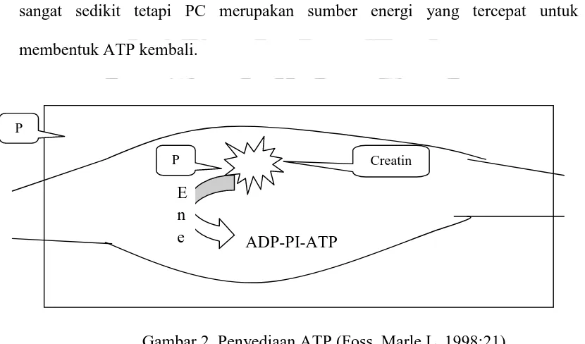Gambar 2. Penyediaan ATP (Foss, Marle L, 1998:21)   