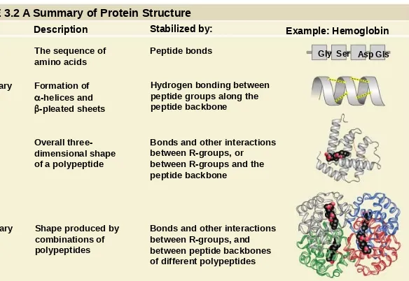 TABLE 3.2 A Summary of Protein Structure