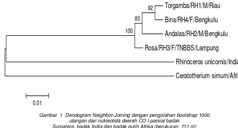 Tabel 2  Jarak genetik berdasarkan metode Pairwis Distance dengan p-distance               pada badak India dan badak putih Afrika GenBank dan empat  individu               badak Sumatera hasil penelitian ini (n=711) 