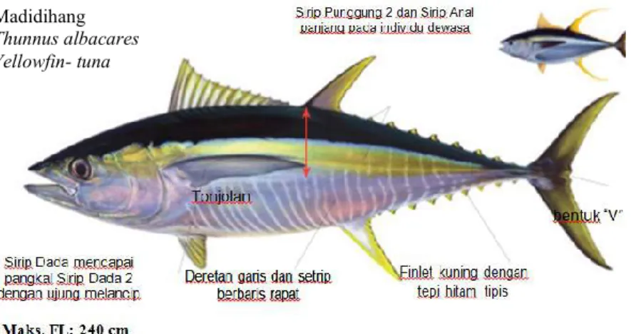 Gambar 2.1. Ikan Tuna Sirip Kuning     (Encyclopedia of Life, 2016) 