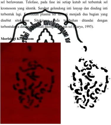 Gambar 4.1 Kromosom Buah Naga Jingga 