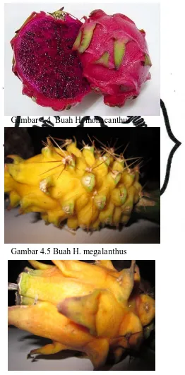 Gambar 4.4  Buah H. monacanthus     