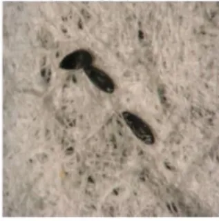 Gambar 2.3 Larva Aedes, Anopheles dan Culex. 7 