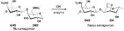 Fig 1 Cyclization reaction with hydroxide to generate kappacarrageenan