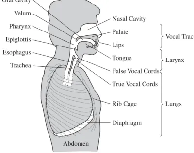Figure 3.2 Cross-sectional view of the anatomy of speech production.
