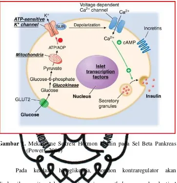 Gambar 1. Mekanisme Sekresi Hormon Insulin pada Sel Beta Pankreas 