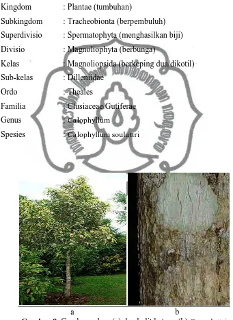 Gambar 9. Gambar pohon (a) dan kulit batang (b) C. soulattri   