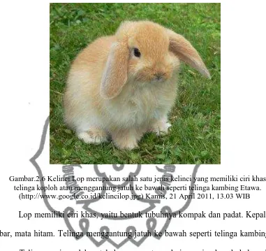 Gambar.2.6 Kelinci Lop merupakan salah satu jenis kelinci yang memiliki ciri khas telinga koploh atau menggantung jatuh ke bawah seperti telinga kambing Etawa