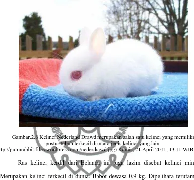 Gambar.2.8 Kelinci Nederland Drawd merupakan salah satu kelinci yang memiliki postur tubuh terkecil diantara jenis kelinci yang lain