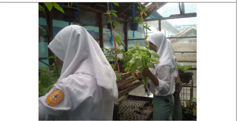 Gambar 7. Tanaman bayam yang disiram dengan teknologi water streamer 