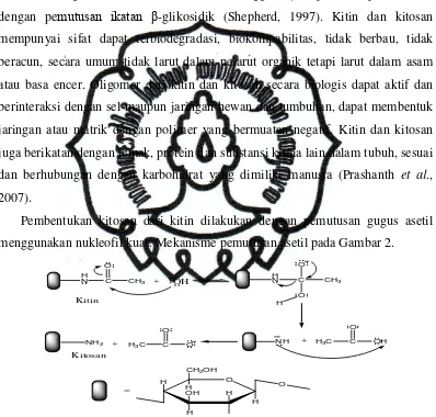 Gambar 2. Reaksi hidrolisis pada proses deasetilasi kitin oleh basa kuat (Champagne, 2002) 