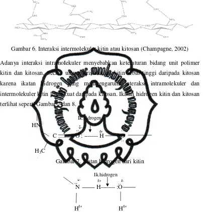 Gambar 6. Interaksi int intermolekuler kitin atau kitosan (Champagne, 2002
