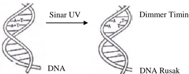 Gambar 2.2 Pengaruh Sinar UV Terhadap DNA Sel Hidup (Alcamo, 1984)  Radiasi optik dengan panjang gelombang 260 nm dapat diserap maksimum  oleh DNA dengan daya serapnya 10-20 kali lebih besar dari protein