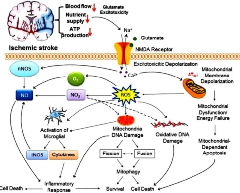 Gambar 1. Cascade iskemik [ada sel neuron setelah terjadi stroke5 