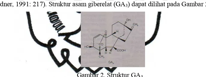 Gambar 2. Struktur GA3