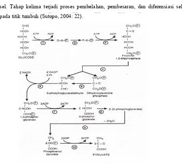 Gambar 3. Mekanisme Pemecahan Glukosa/Glikolisis (Kebaikan dari 