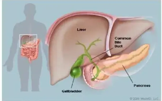 Gambar 1. Anatomi Sistem Bilier
