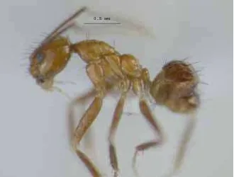 Gambar 1. Leptomyrmex sp.   sisi lateral 