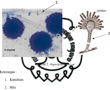 Gambar 2. Aspergillus oryzae 