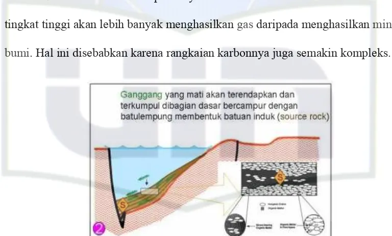 Gambar 2.4 Pengendapan bahan dasar ganggang di daerah cekungan 