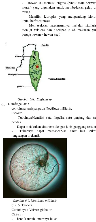 Gambar 6.8.  Euglena sp 