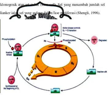 Gambar 2.3. Siklus sel (Dikutip dari Cotrans, 1999) 