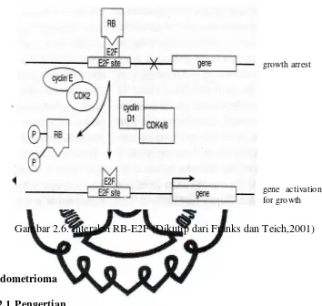 Gambar 2.6. Interaksi RB-E2F (Dikutip dari Franks dan Teich,2001) 