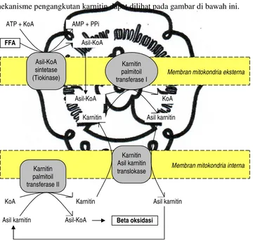 Gambar 2. Mekanisme transportasi asam lemak trans membran mitokondria melalui  mekanisme pengangkutan karnitin (Nugroho, 2000) 