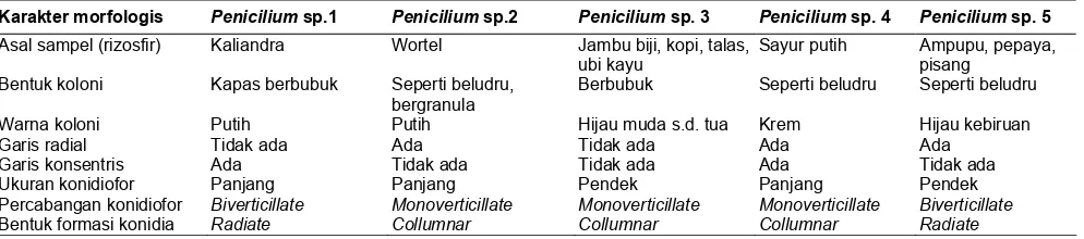 Tabel 2. Perbedaan ciri dan karakter morfologis 5 jenis isolat kapang marga Penicillium