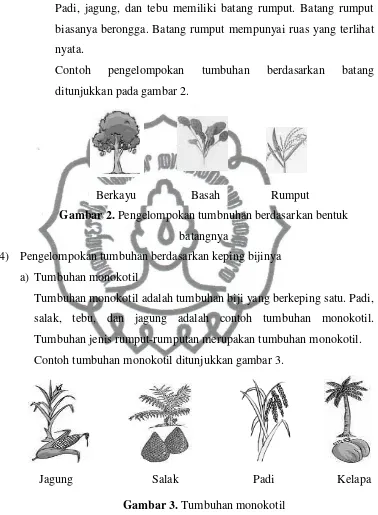 Gambar 3. Tumbuhan monokotil 