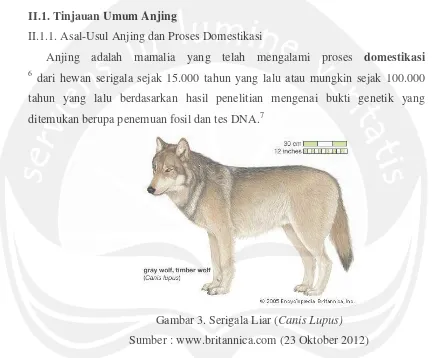 Gambar 3. Serigala Liar (Canis Lupus) 