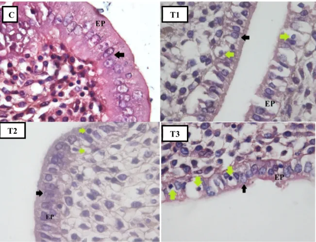 Figure 1. Endometrium epithelium cells with H.E. staining (magnification 100x). Epithelial cells (EP); Nucleus (black  arrow); Apoptosis (green arrow); Control Group (C); Treatment 1 (T1); Treatment 2 (T2); Treatment 3 (T3)