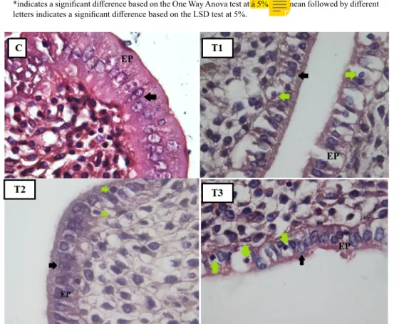 Fig. 1. Endometrium epithelium cells with H.E. staining (magnification 1000x). Epithelial cells (EP); Nucleus  (black arrow); Apoptosis (green arrow); Control Group (C); Treatment 1 (T1); Treatment 2 (T2); Treatment 3 