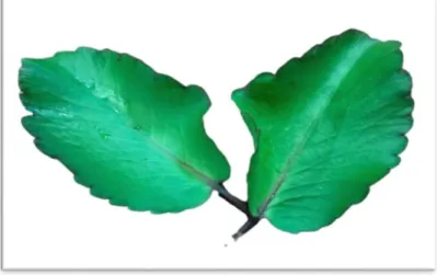 Gambar 4.7. Daun cucur bebek/dingin-dingin  (Dok. Qonita, 2022) 