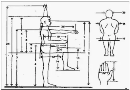 Gambar 2.1 Antropometri Dimensi Tubuh Manusia (Sumber : Sritomo Wignjosoebroto, 2000) Berikut adalah pengertian dari gambar tersebut; 